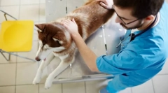 Чому собака pisses кров?